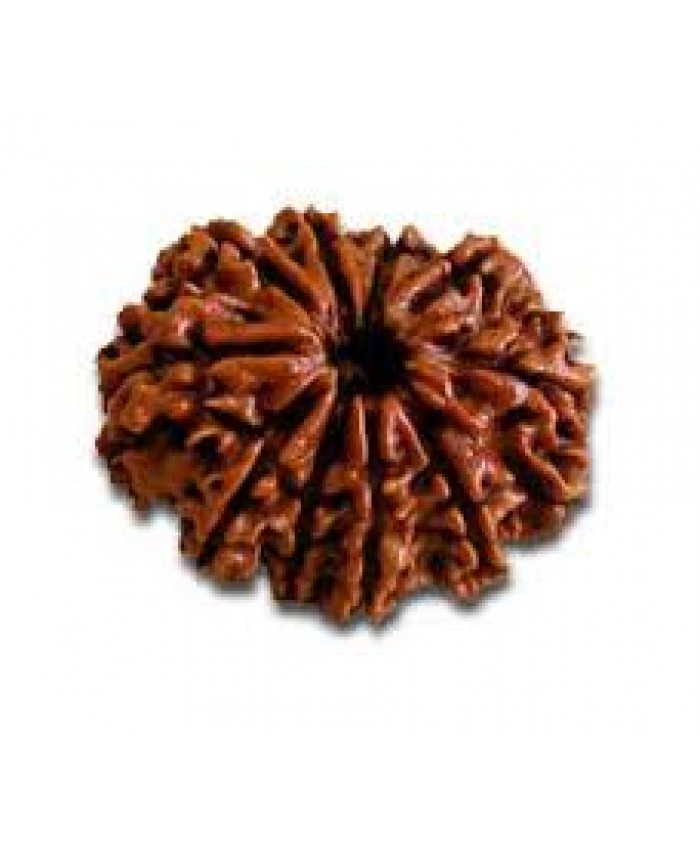 10 Mukhi Rudraksha